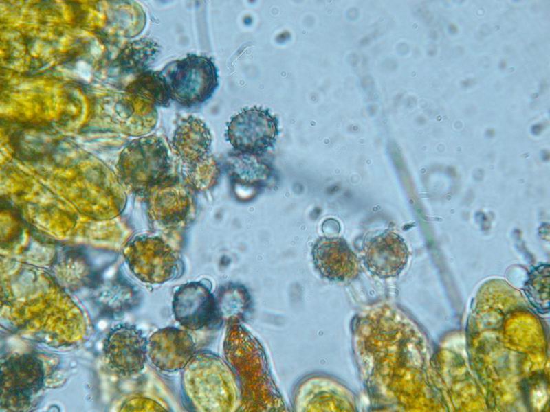 Russule per gli amici....